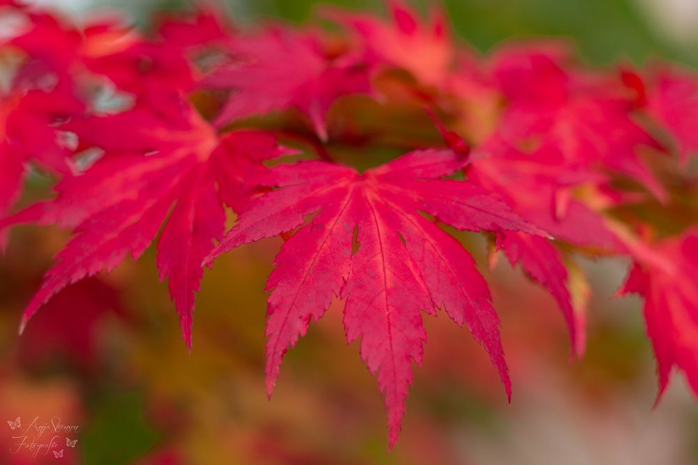 Herbstlaub