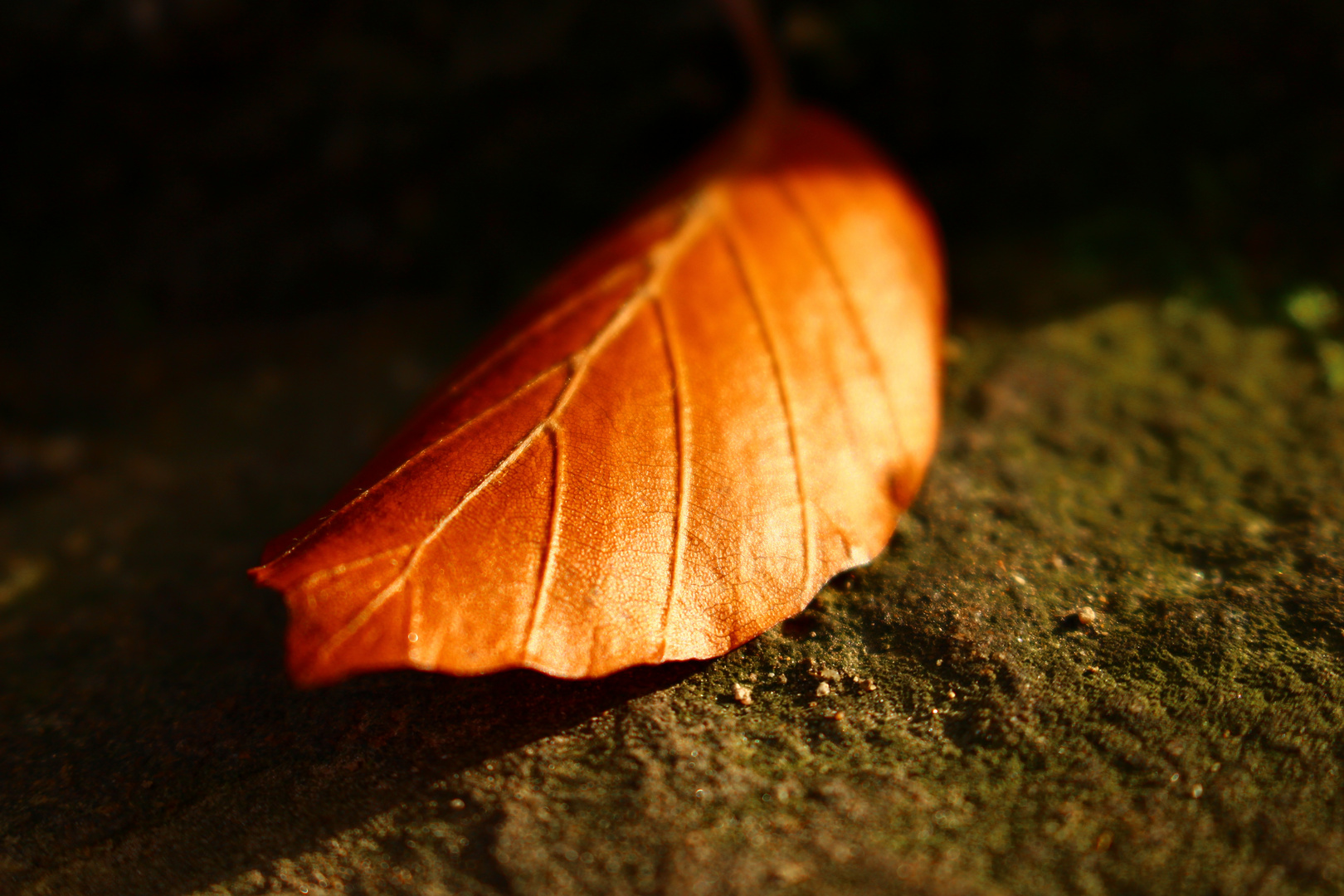 Herbstlaub