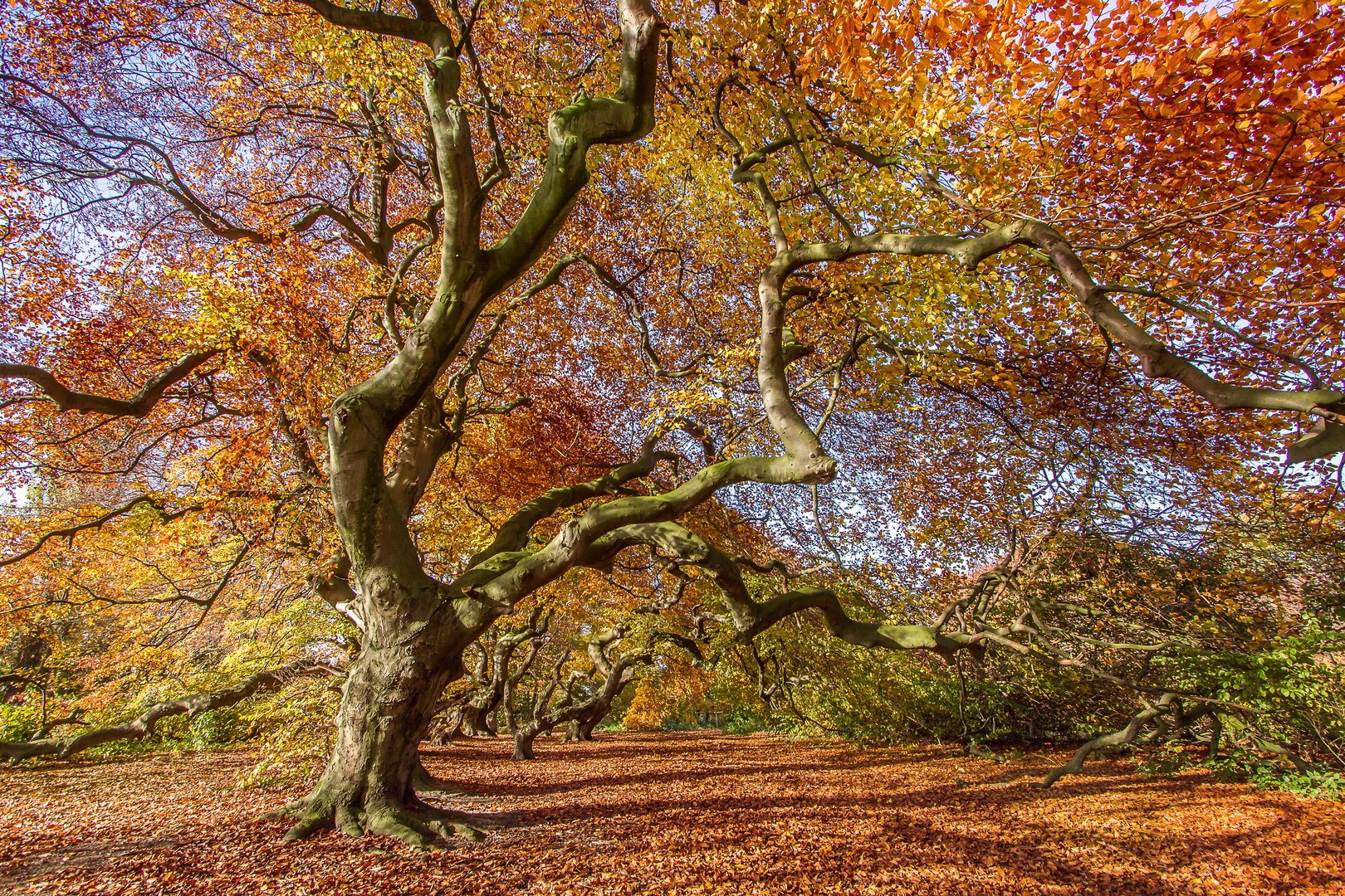 Herbstlaub