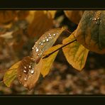 Herbstlaub