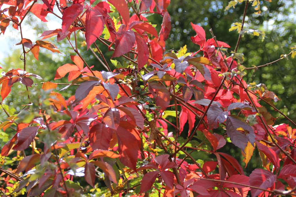 Herbstlaub 