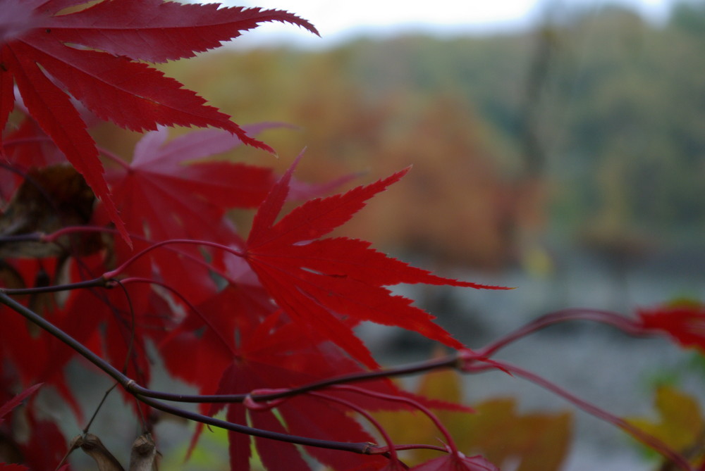 Herbstlaub