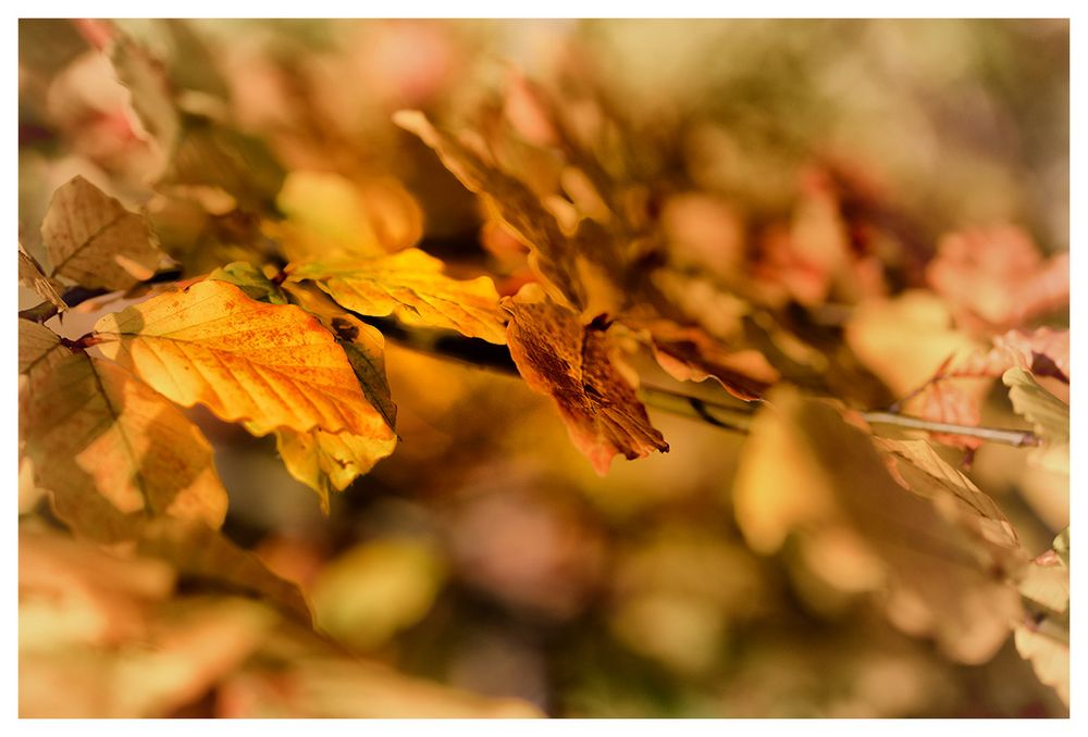 Herbstlaub