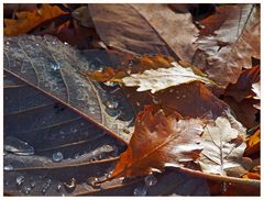 Herbstlaub