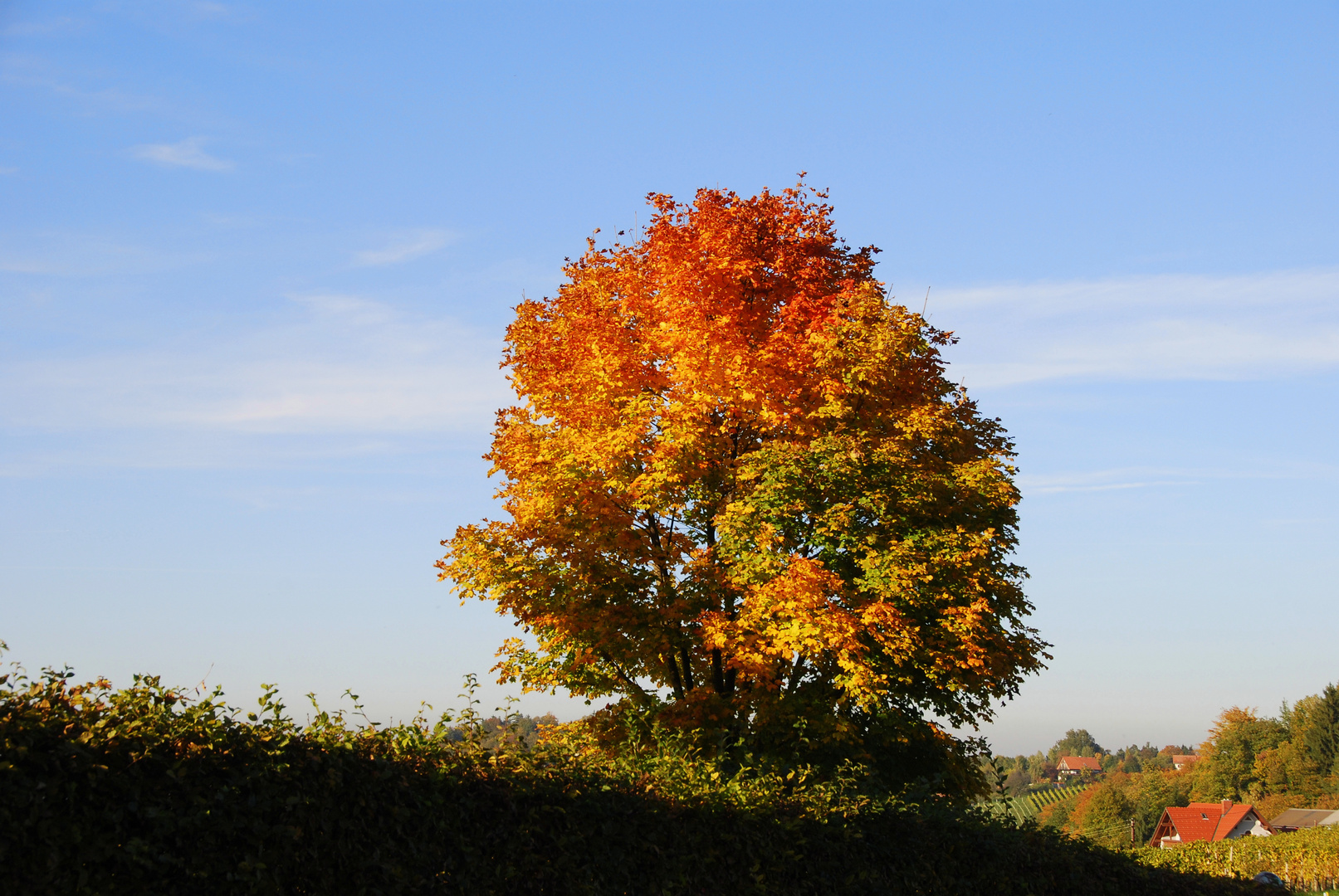 Herbstlaub