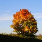 Herbstlaub