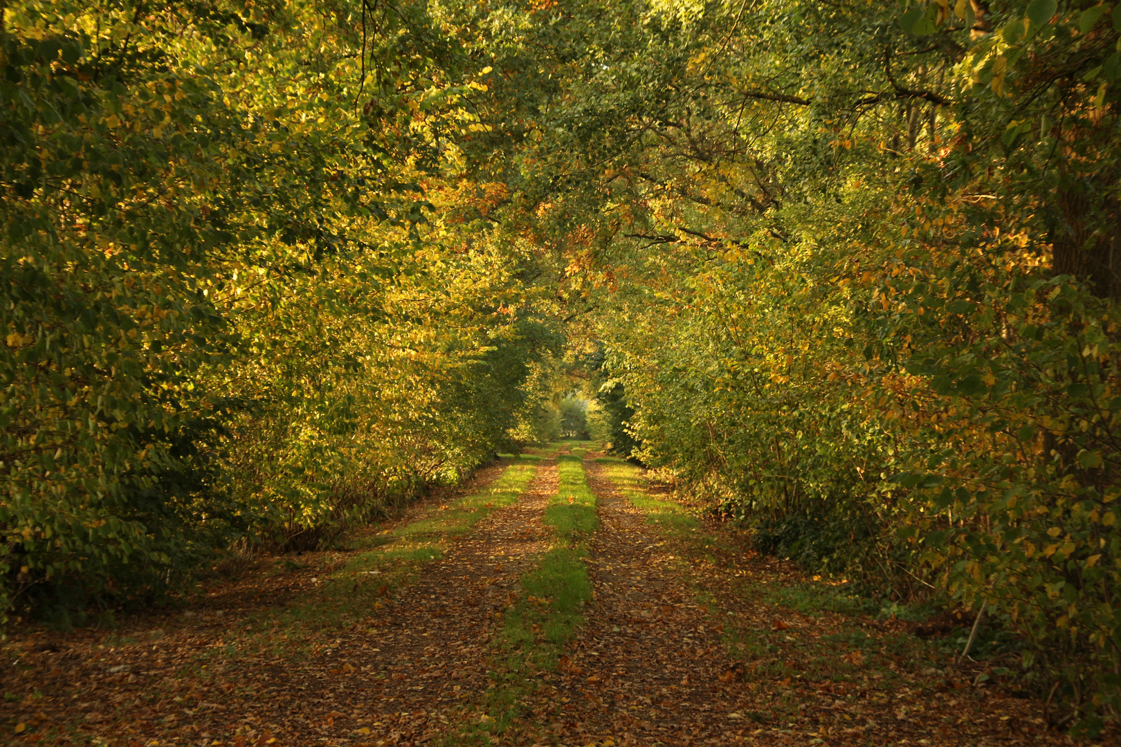 Herbstlaub