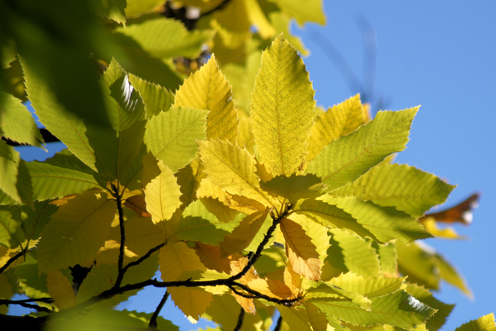 Herbstlaub