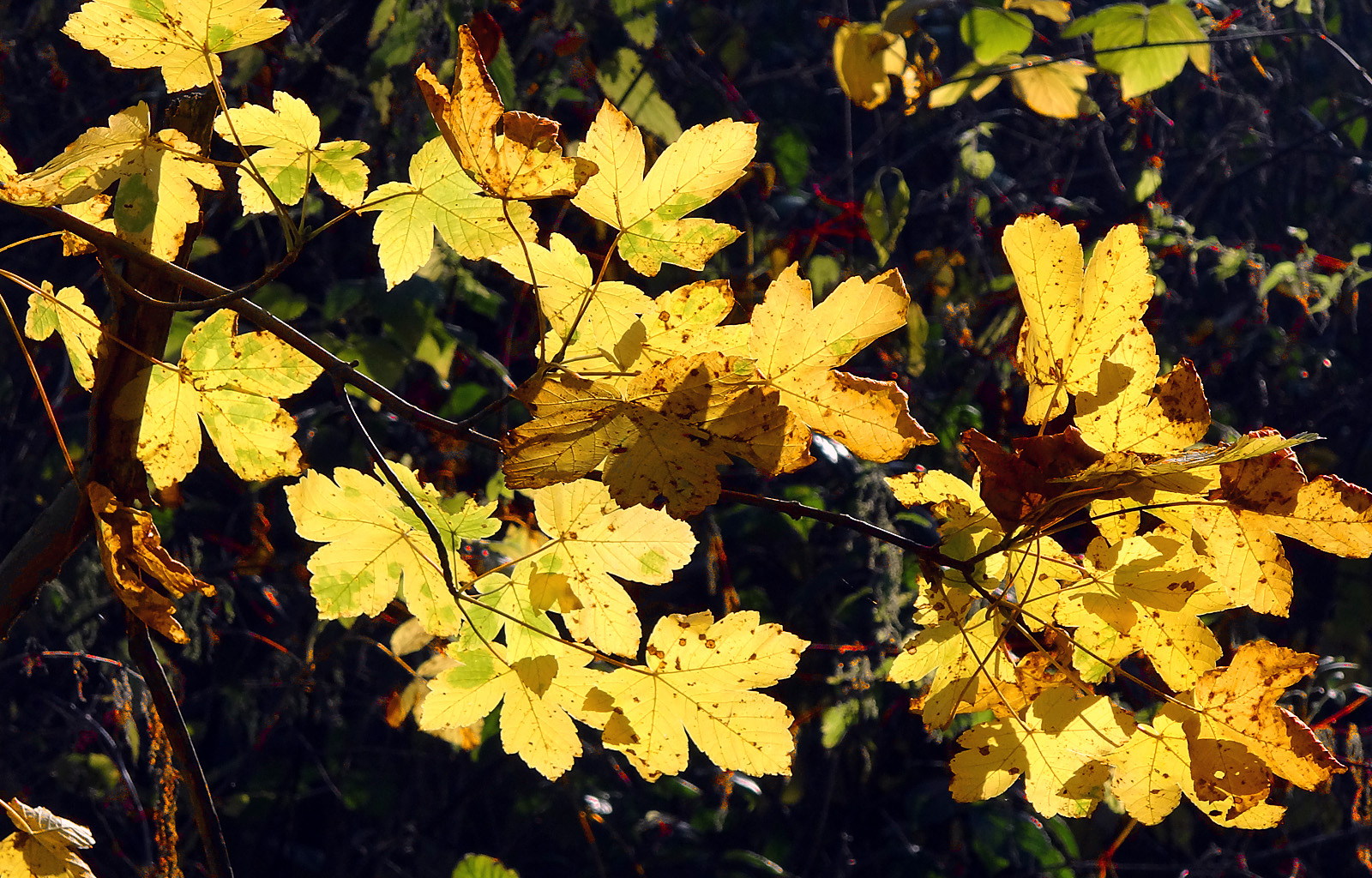 Herbstlaub