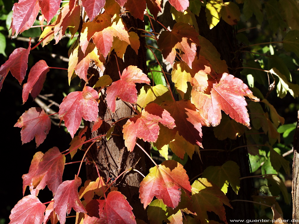 Herbstlaub