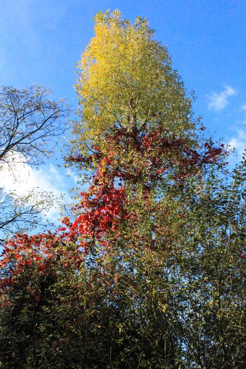 Herbstlaub