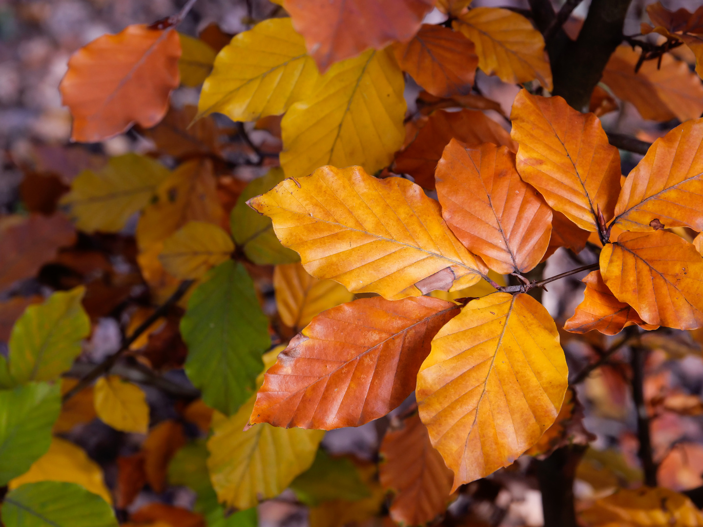 Herbstlaub