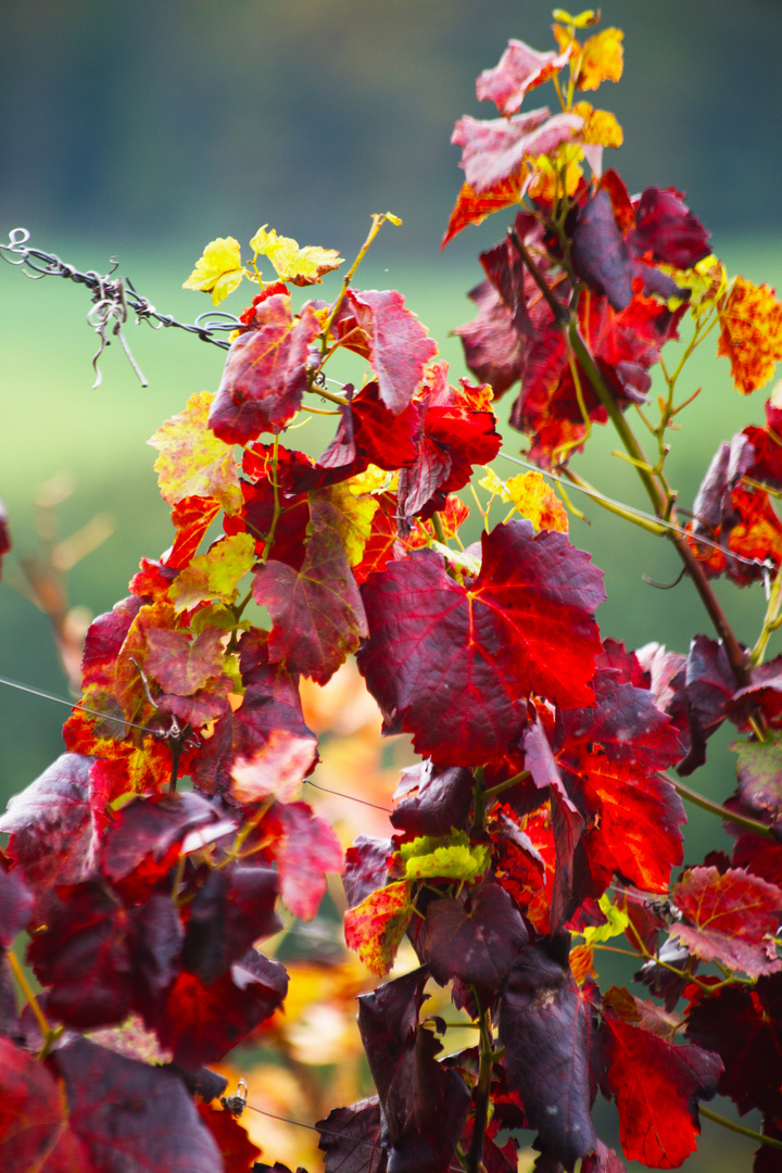  Herbstlaub