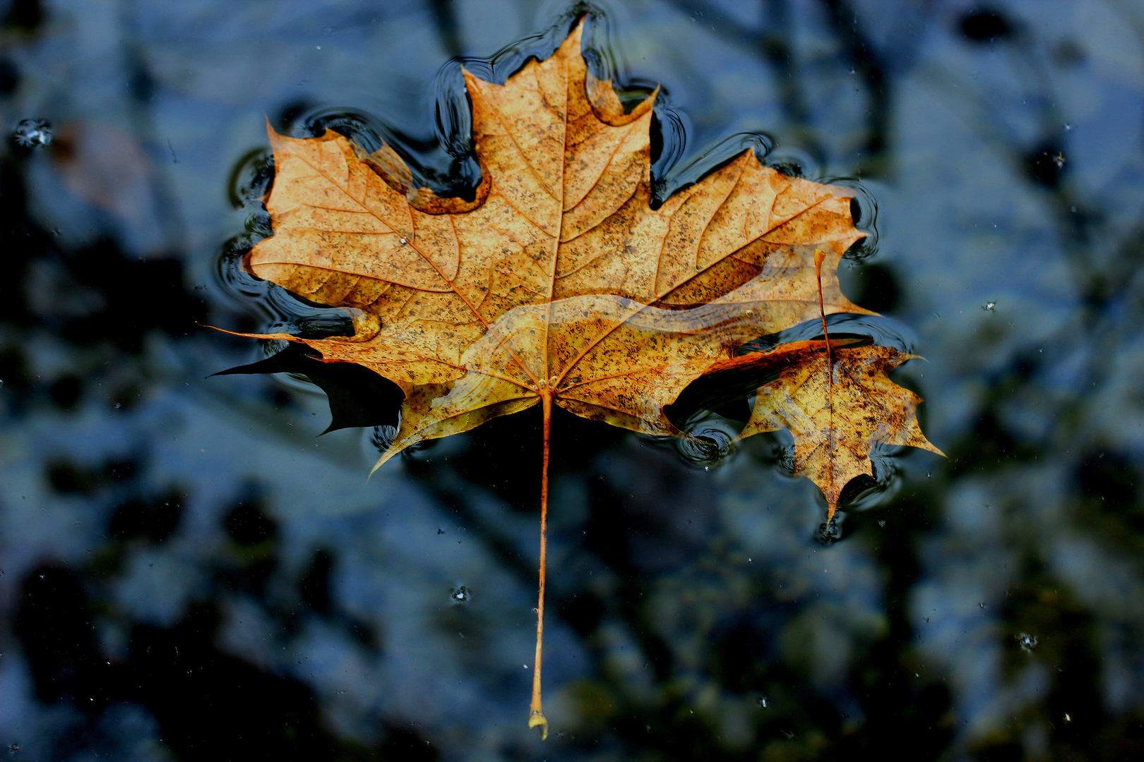 Herbstlaub