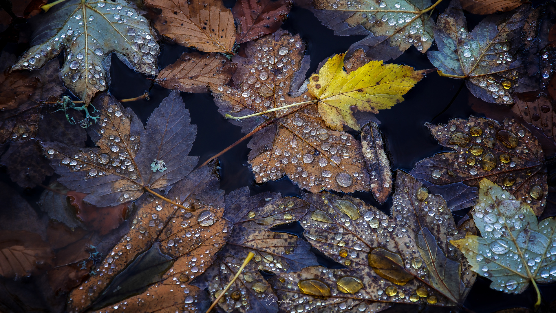 Herbstlaub