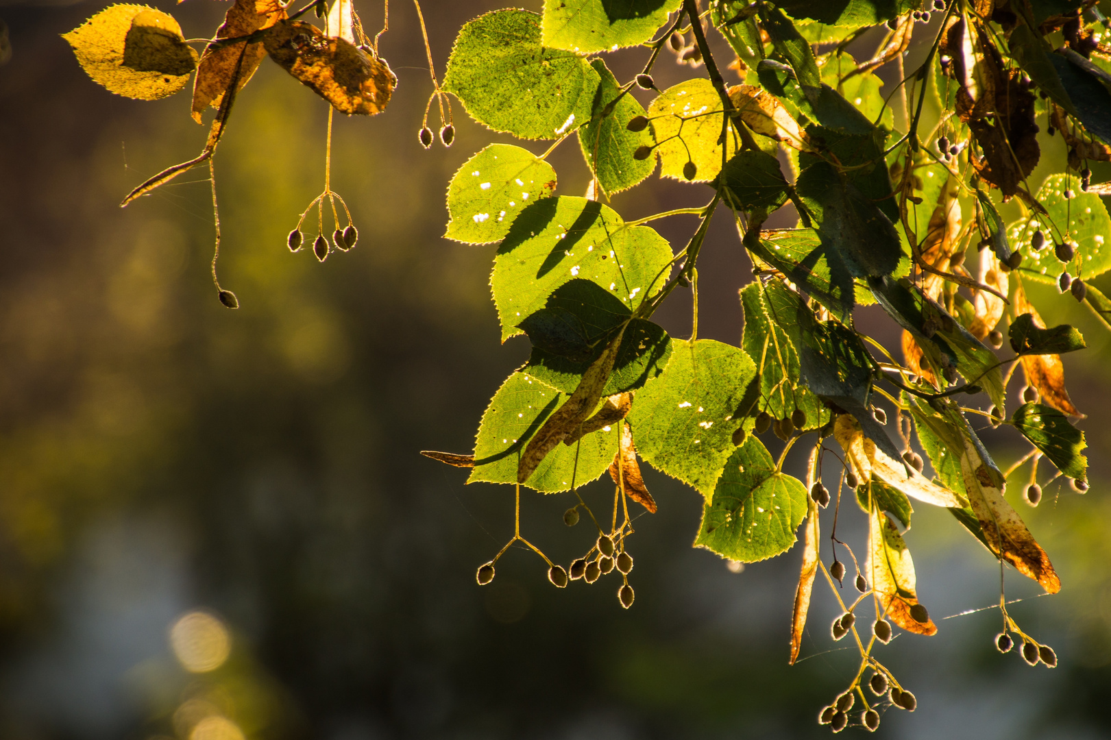 Herbstlaub