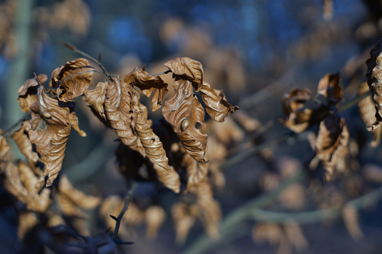 Herbstlaub