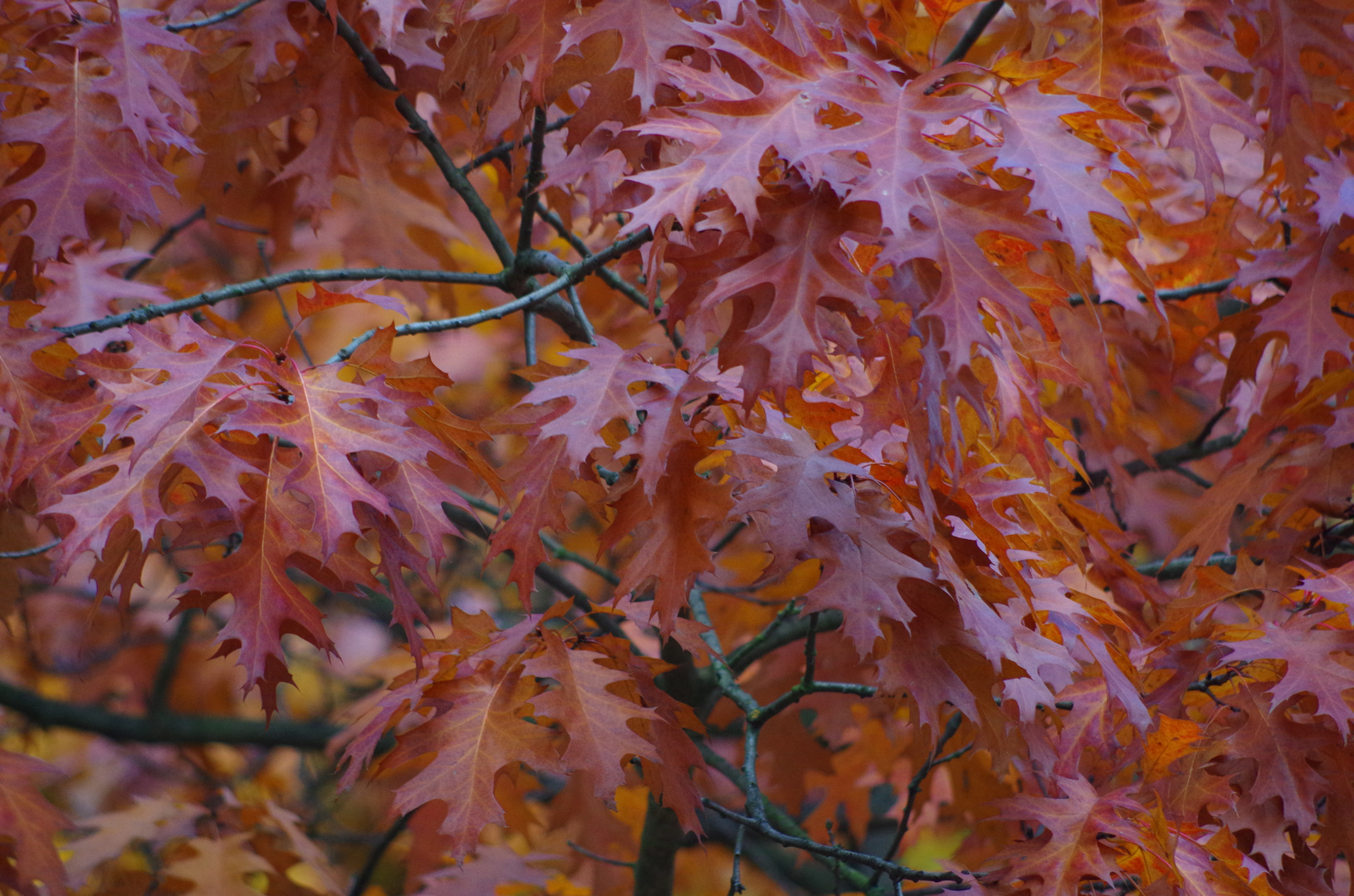 HERBSTLAUB