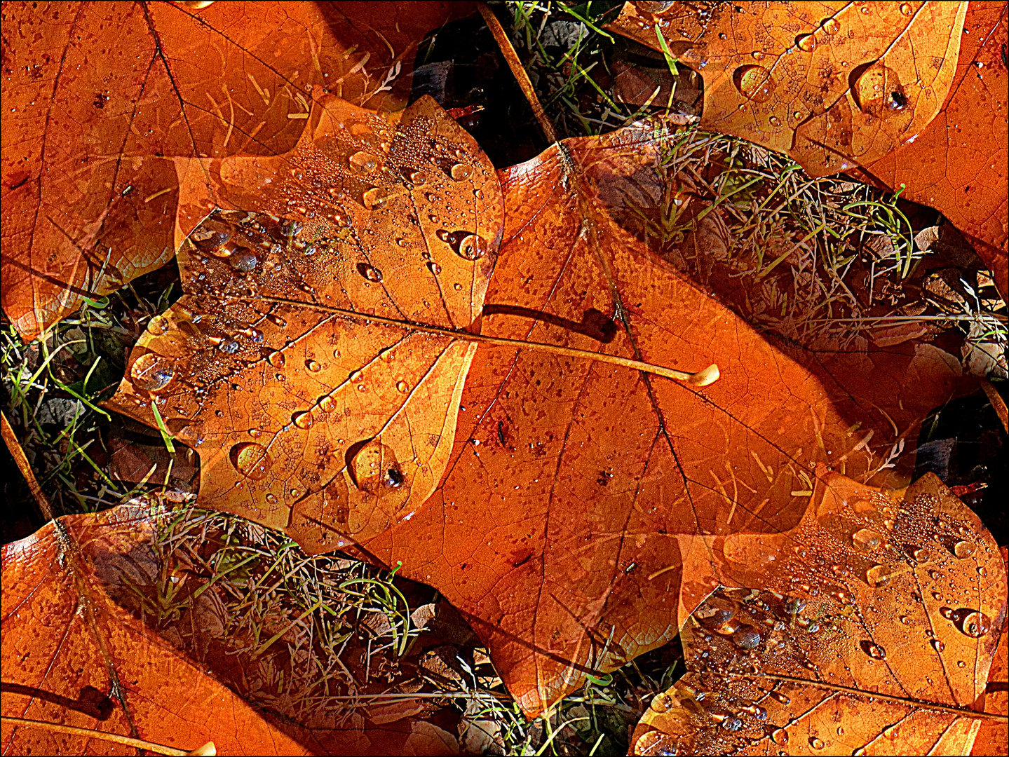 Herbstlaub