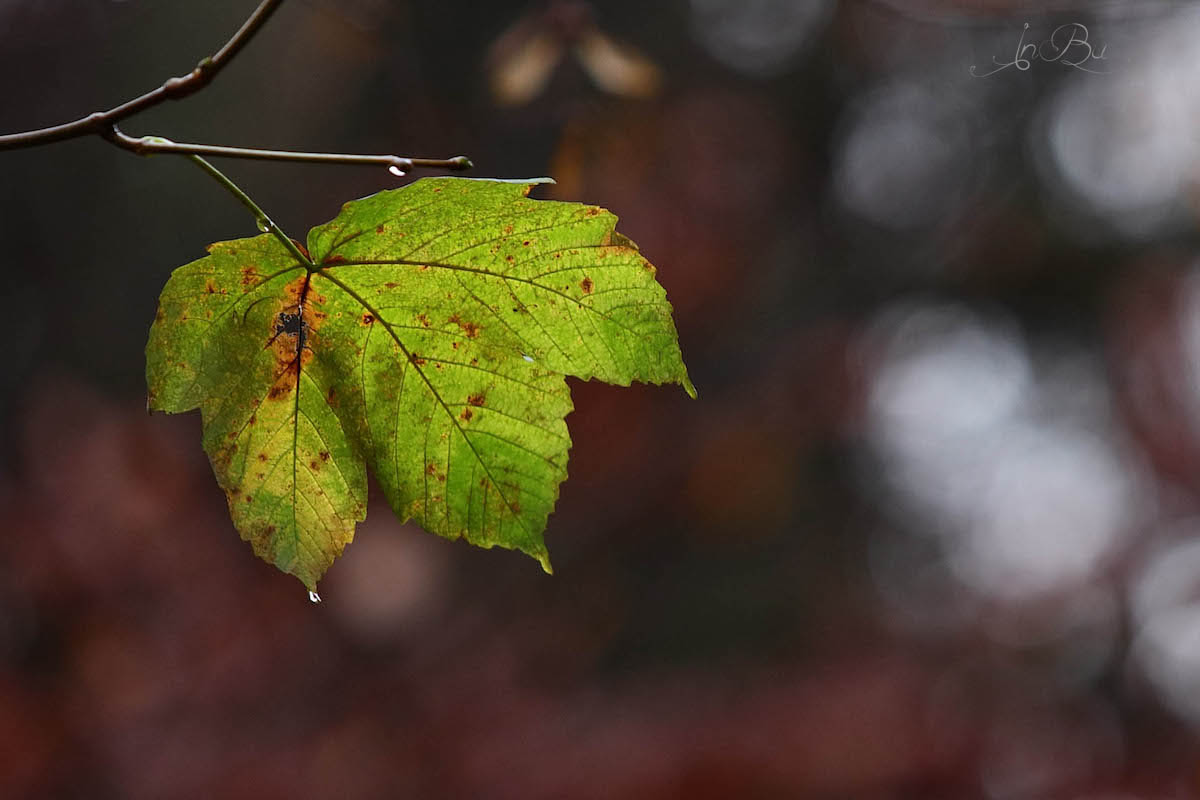 Herbstlaub