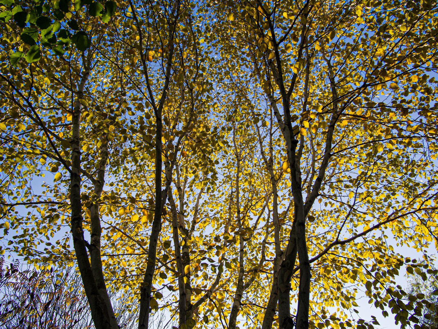 Herbstlaub der Birken