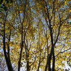 Herbstlaub der Birken