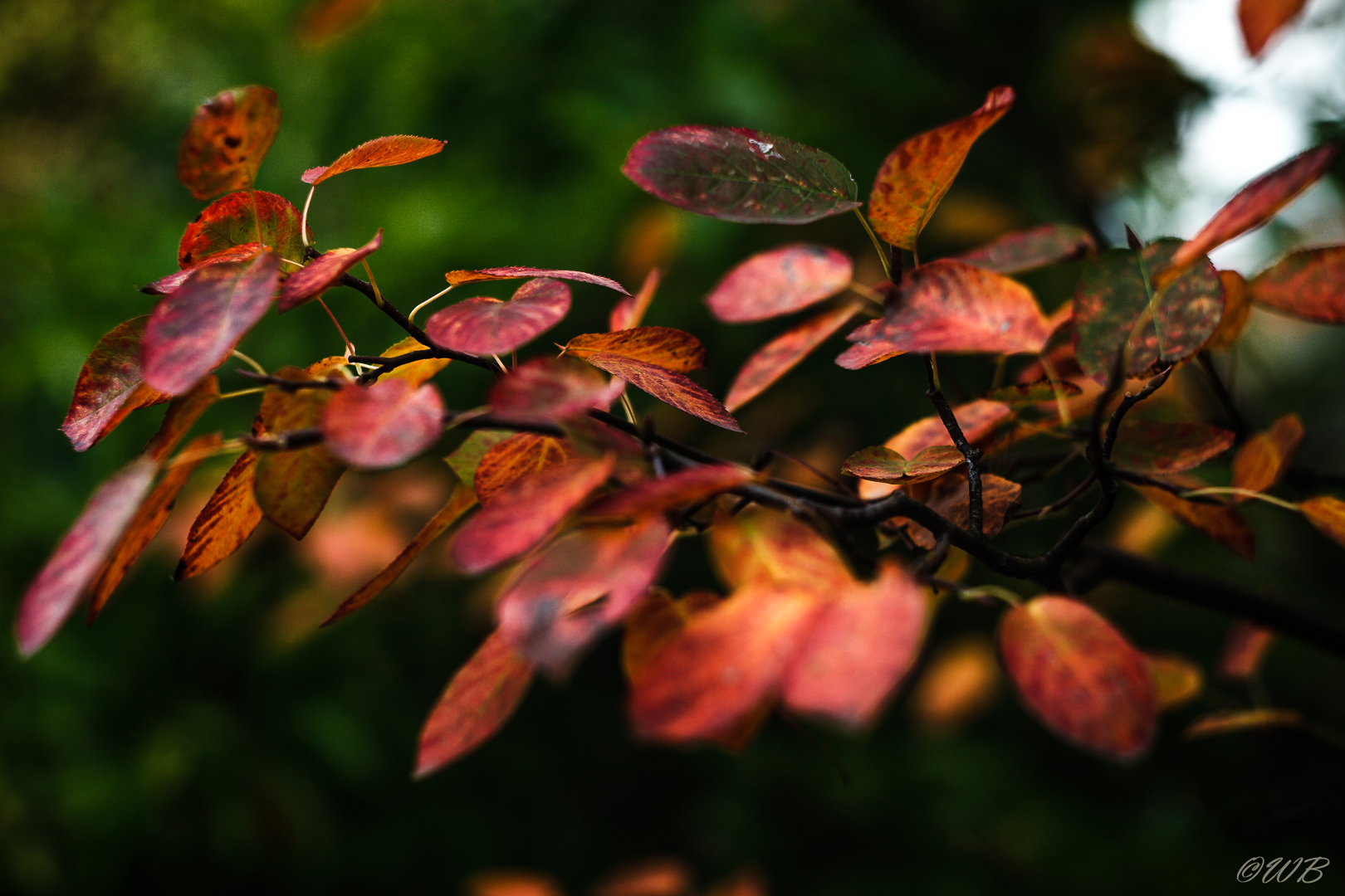 - Herbstlaub der Felsenbirne (Amelanchier) -