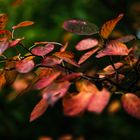 - Herbstlaub der Felsenbirne (Amelanchier) -