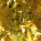 Herbstlaub des Ginkgobaumes