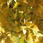 Herbstlaub des Ginkgobaumes