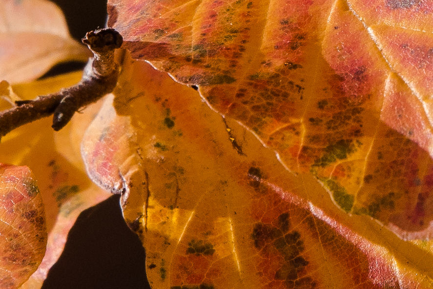 Herbstlaub - Detail