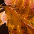 Herbstlaub - Detail