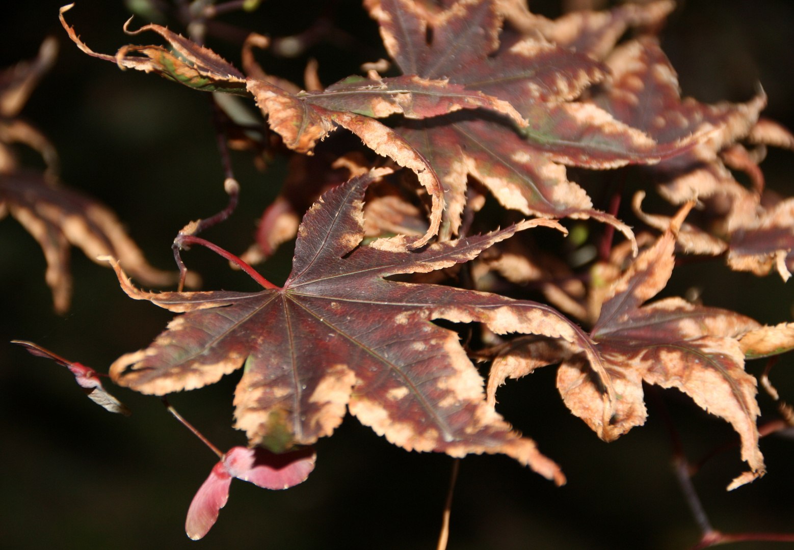 Herbstlaub