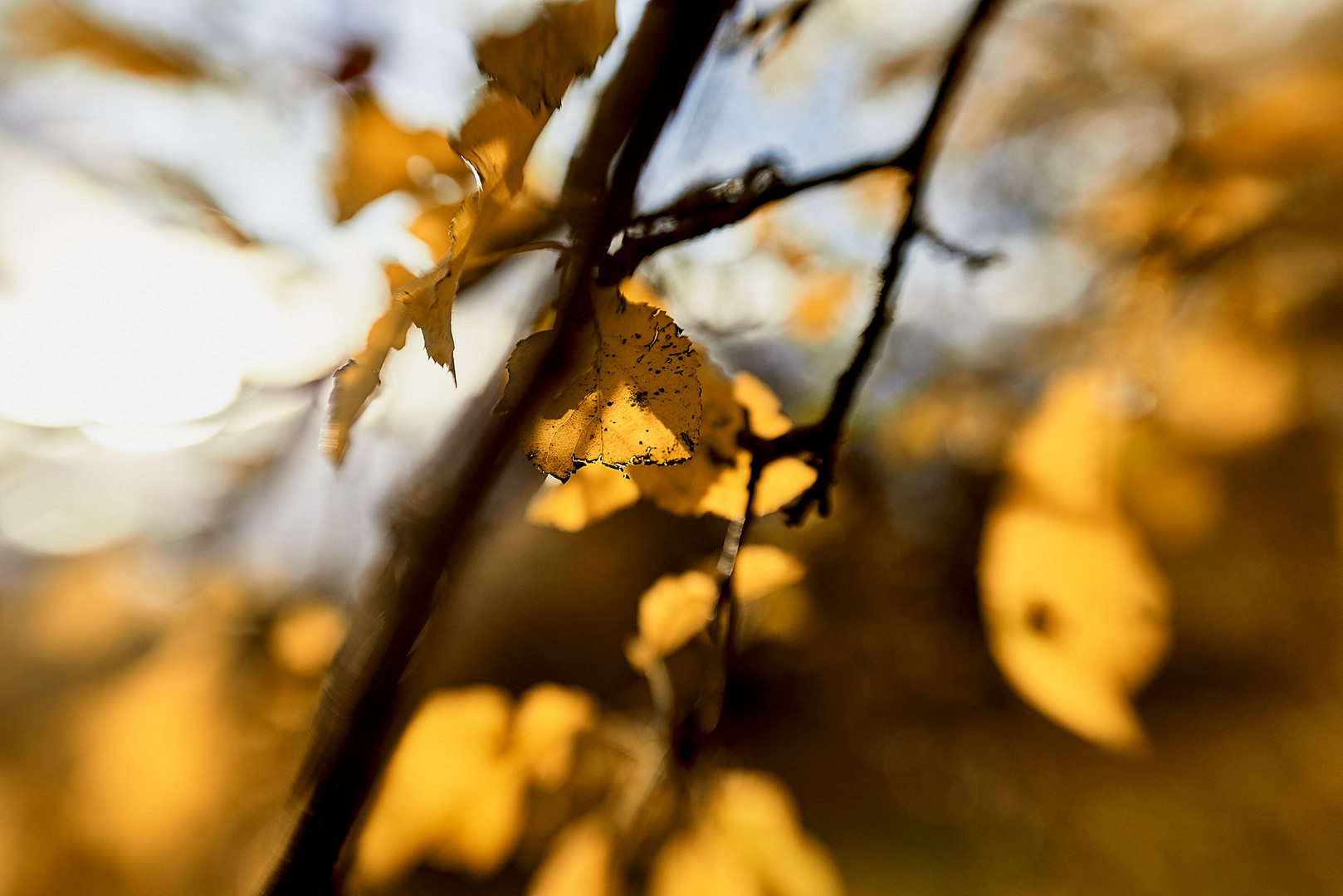 Herbstlaub