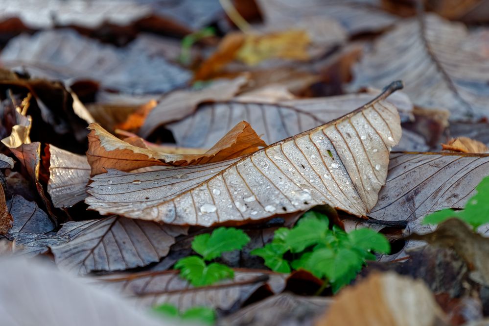 Herbstlaub