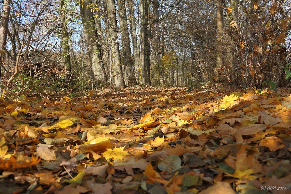 Herbstlaub