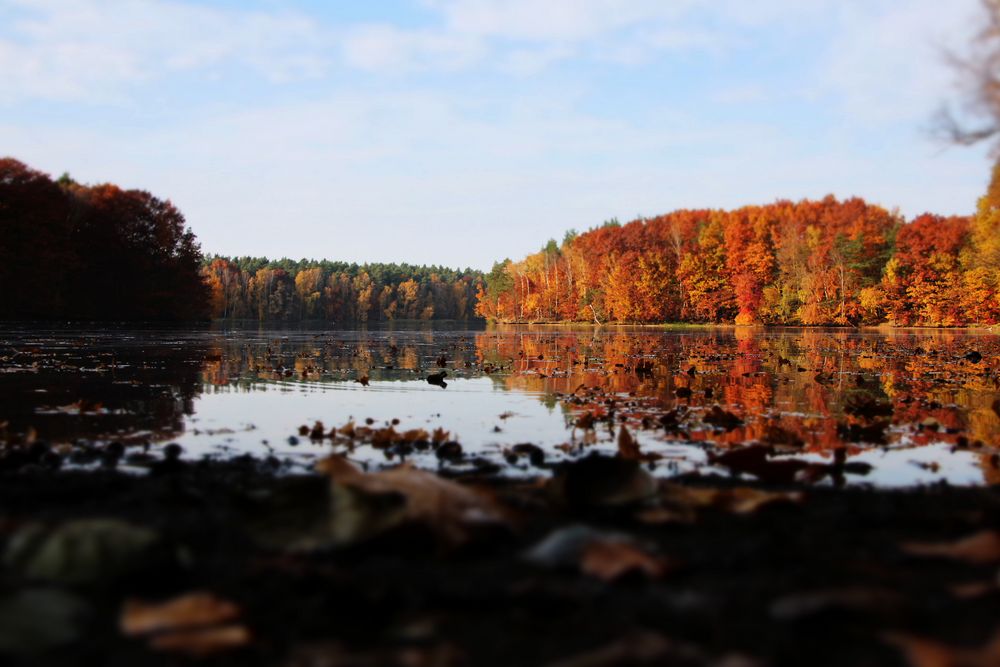 Herbstlaub die zweite