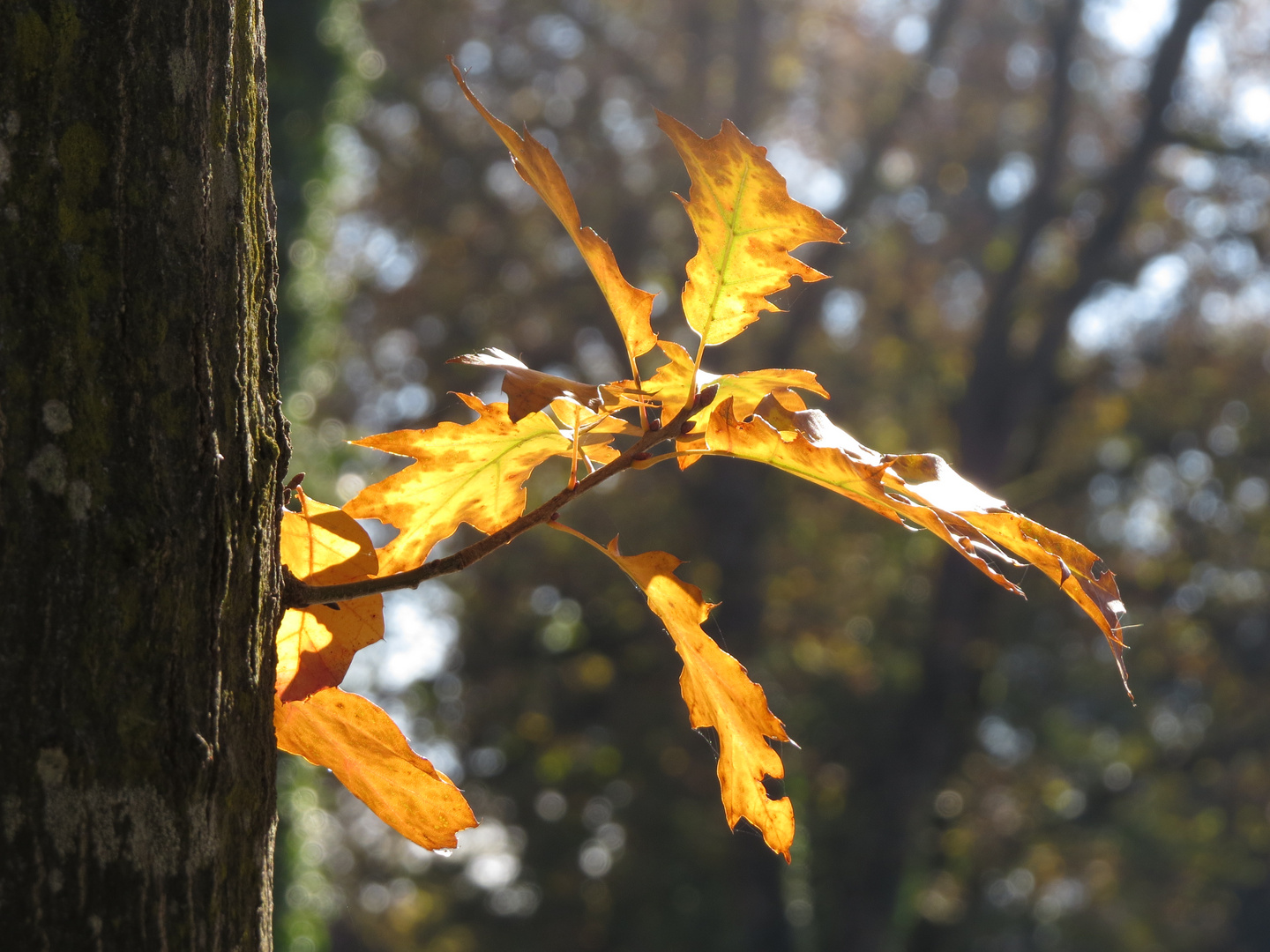 Herbstlaub (dunkel)