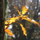 Herbstlaub (dunkel)