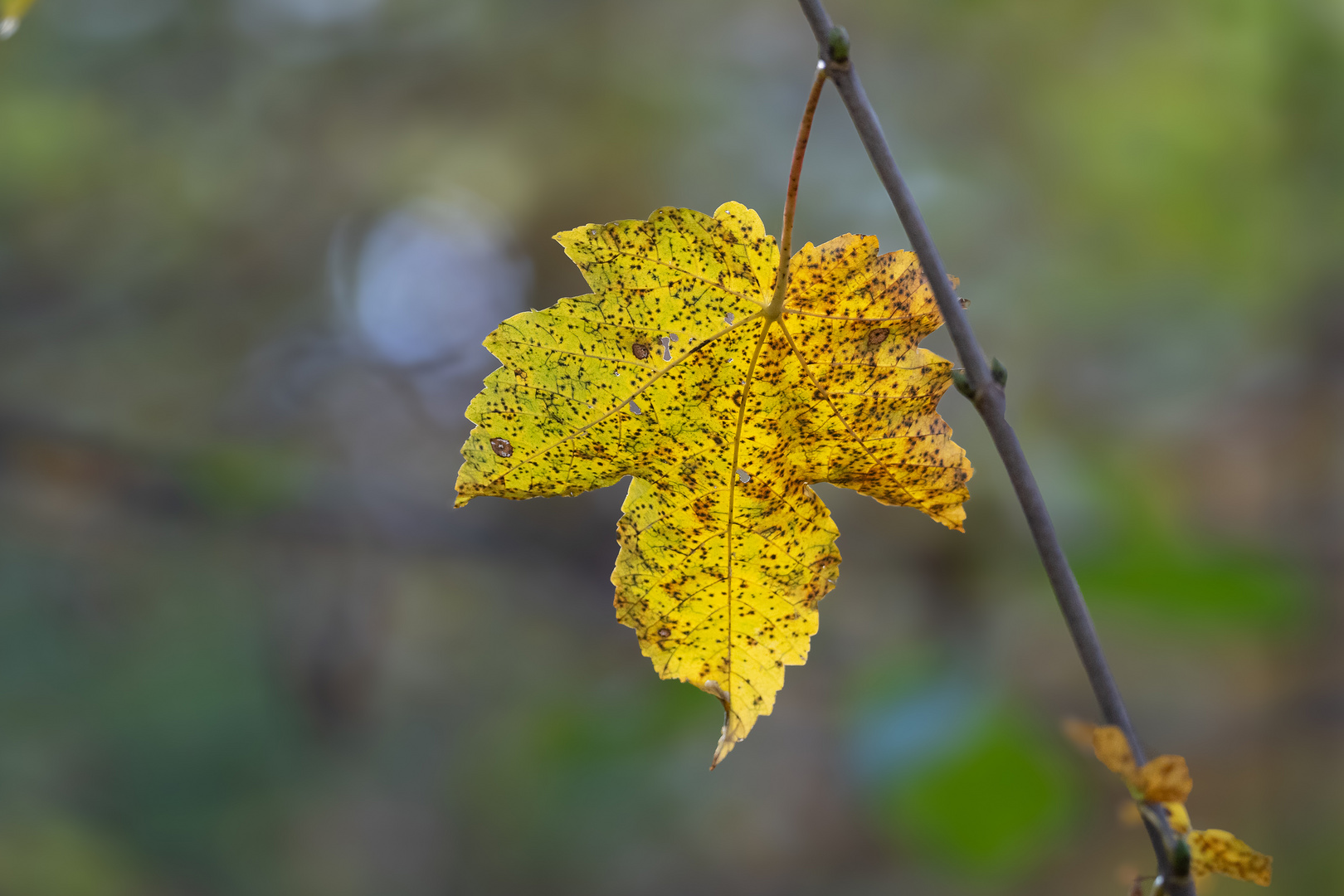 Herbstlaub