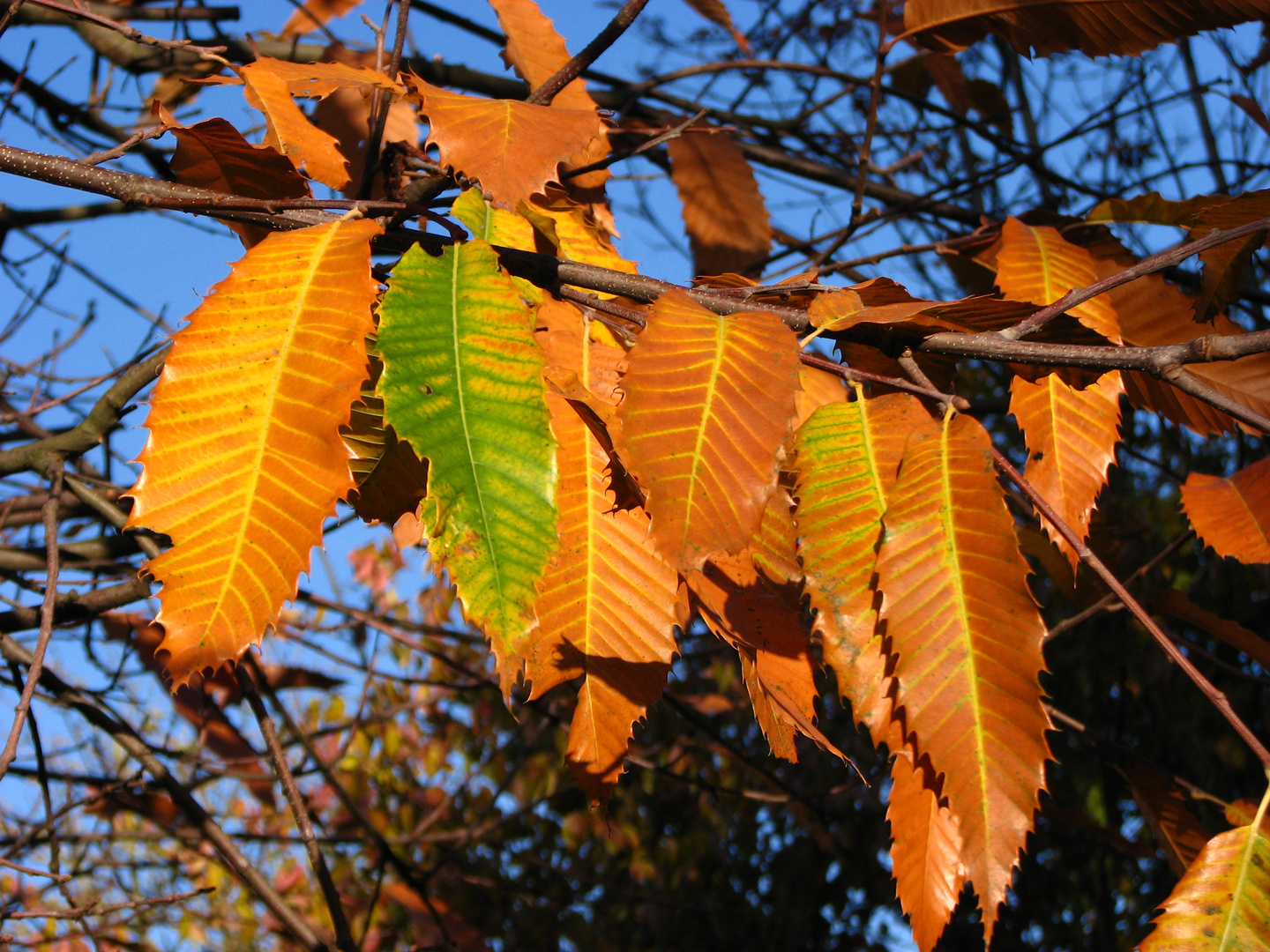 Herbstlaub