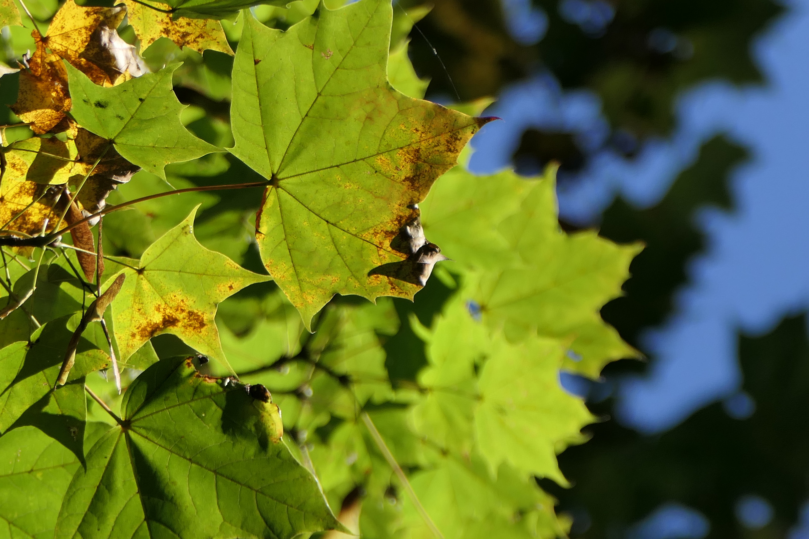 Herbstlaub Foto & Bild naturkreativ, motive, natur Bilder auf