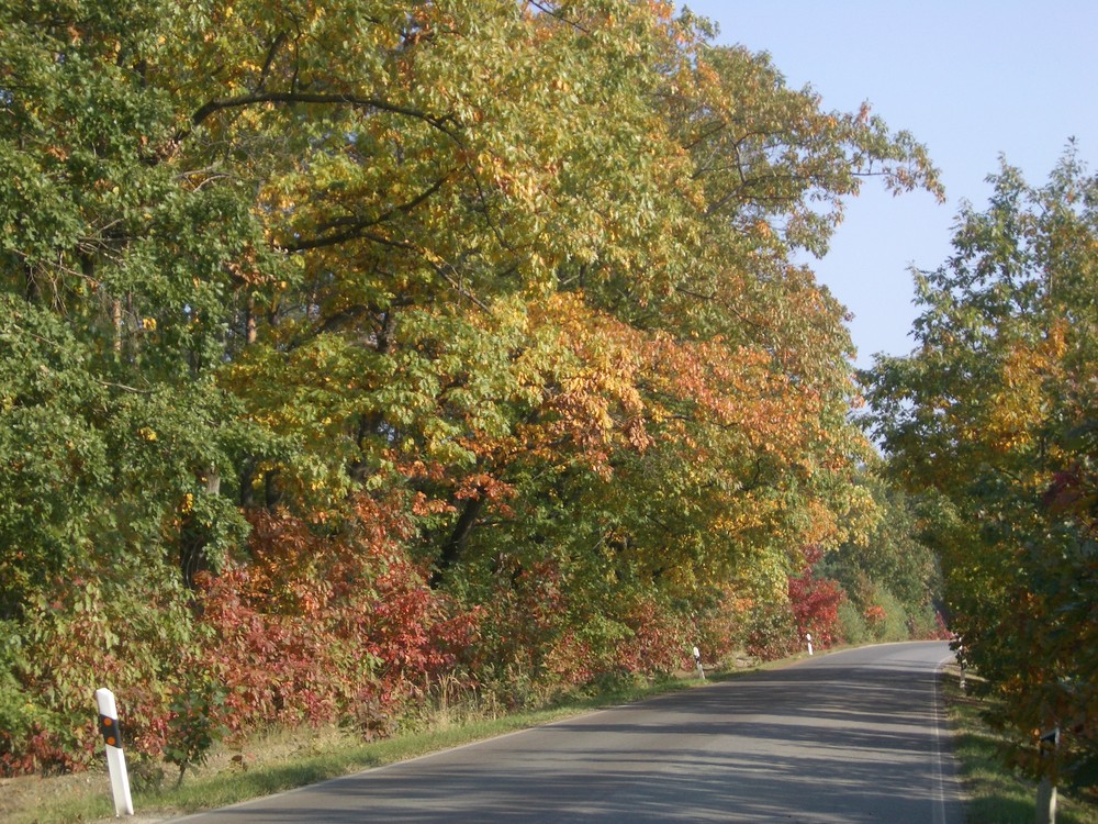 Herbstlaub