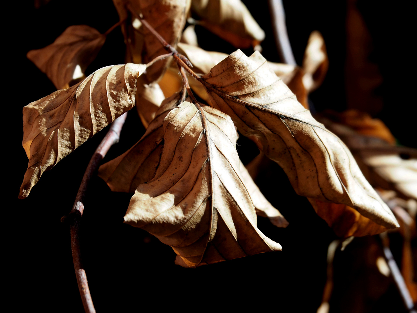 Herbstlaub