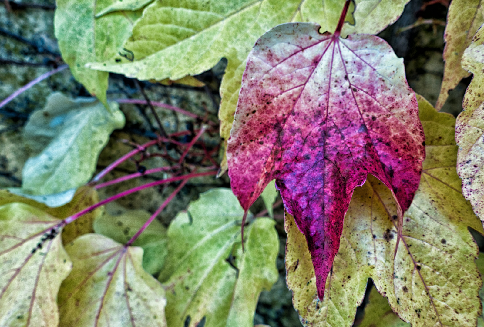 Herbstlaub