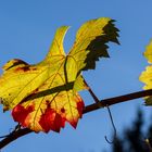 Herbstlaub