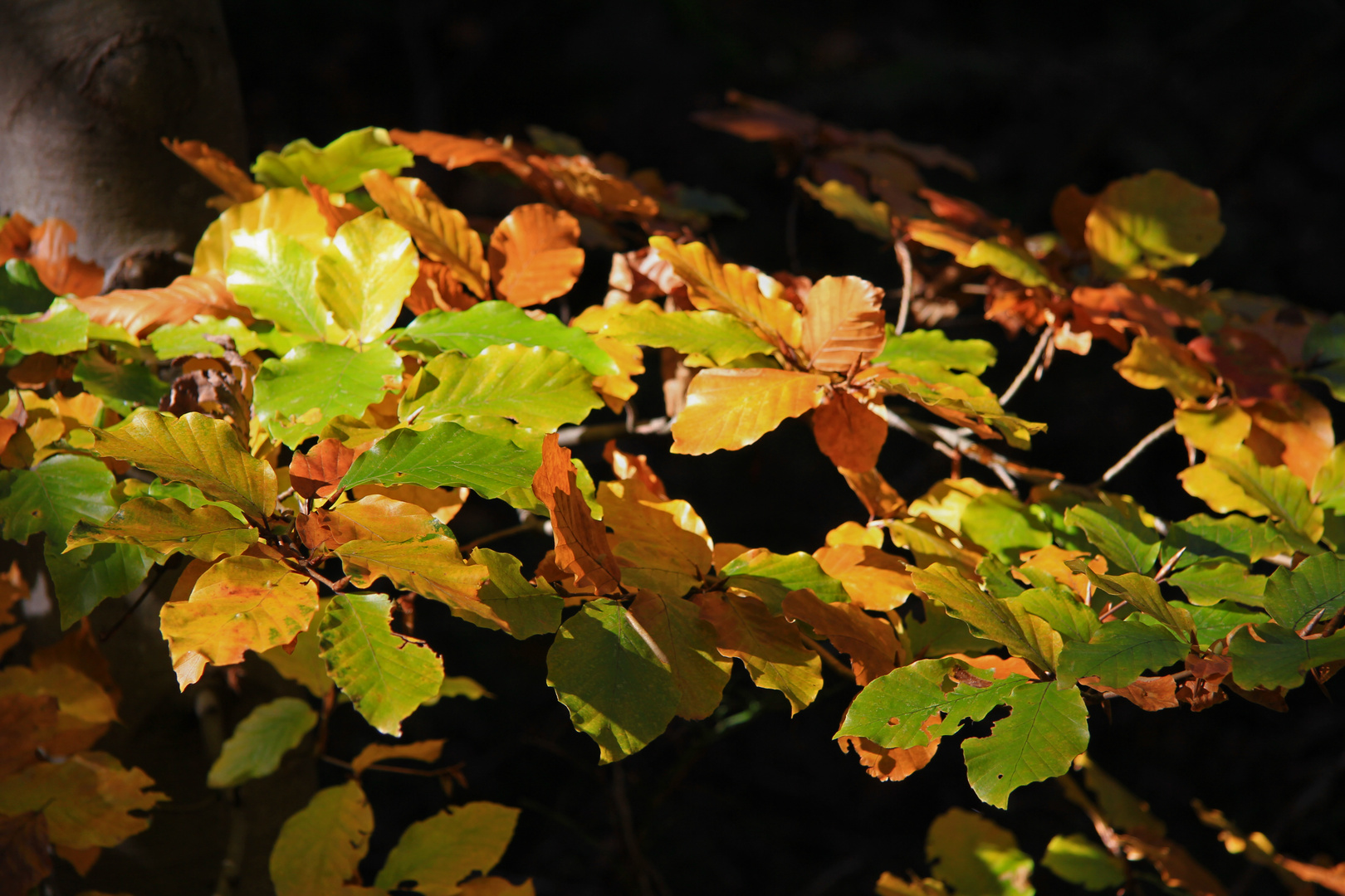 Herbstlaub