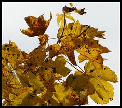 Herbstlaub