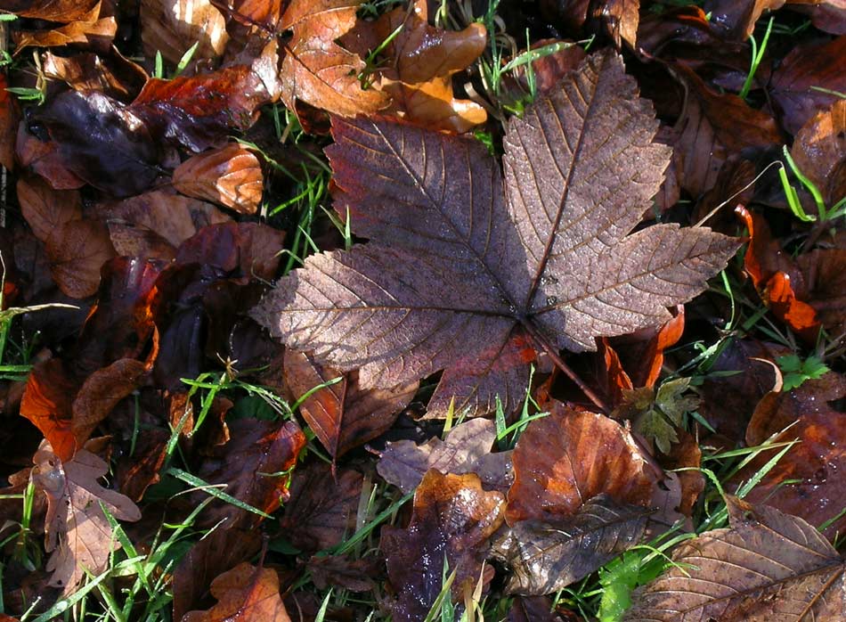 Herbstlaub