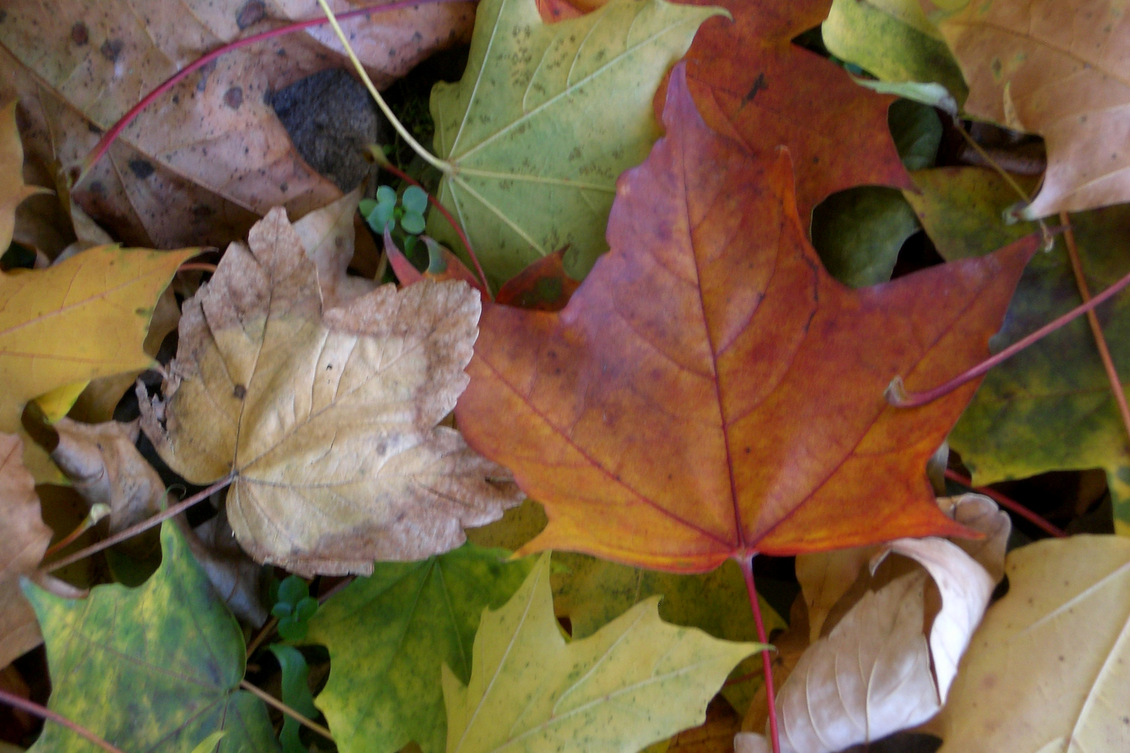 Herbstlaub